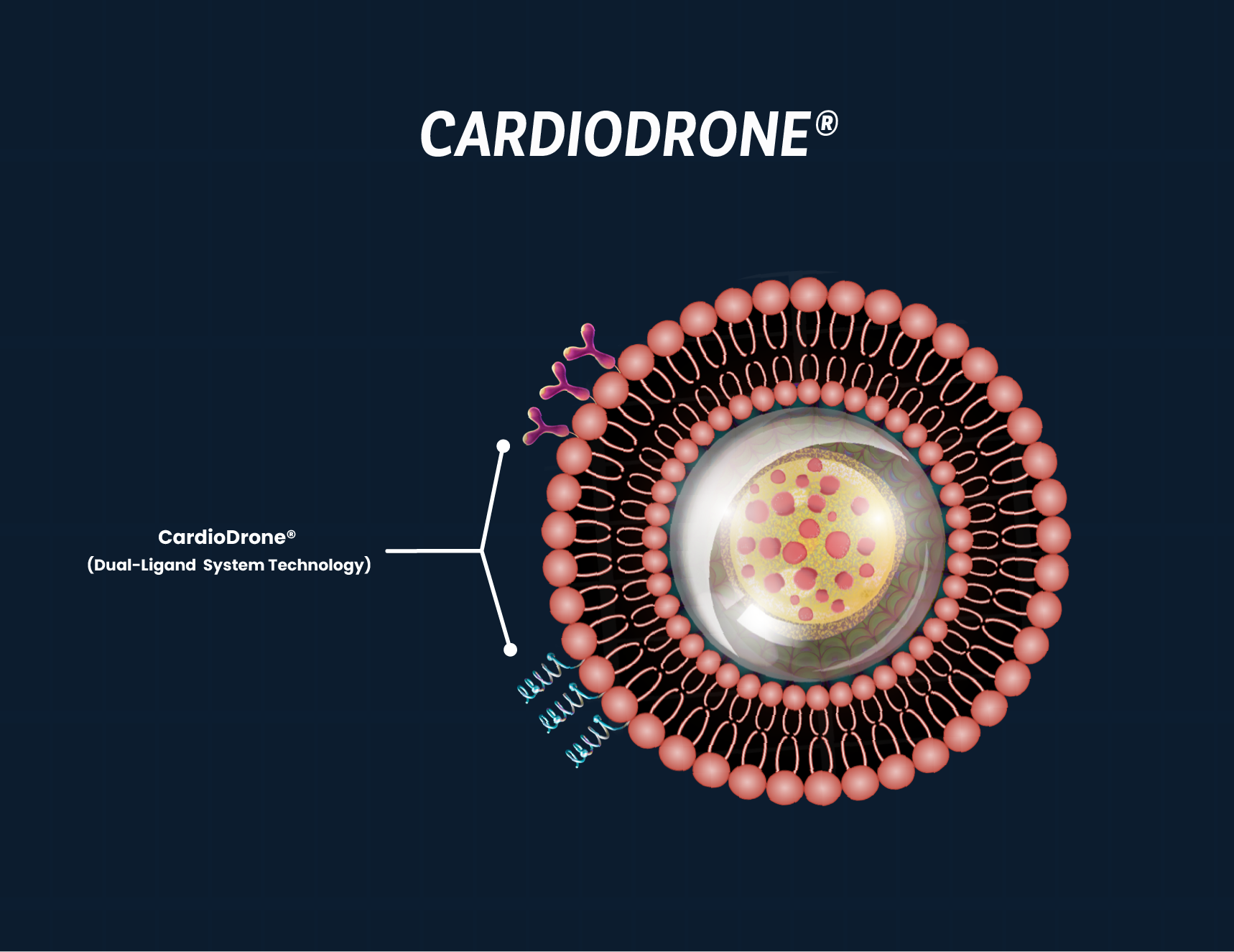 Healthy Cell Visualization